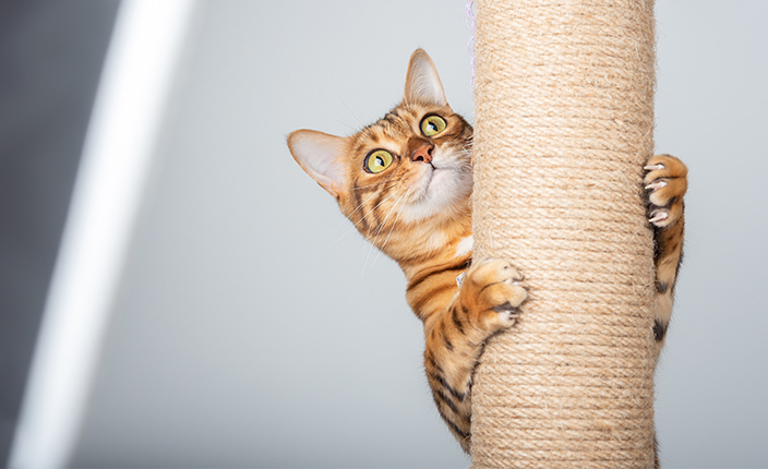 Eine gestreifte Katze, die sich an einem Kratzbaum festgekrallt hat.